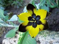 Evening flower (Hesperantha vaginata or Harlequin Hesperantha) A rare & very beautiful species from sub-Saharan Africa.