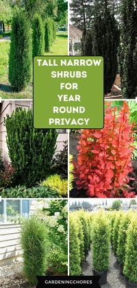 Discover the perfect solution for small garden privacy! Explore our list of 15 tall and narrow screening shrubs that provide year-round seclusion without sacrificing space. Click to uncover these space-efficient privacy options now or save for later – redefine your garden's intimacy with these elegant choices!