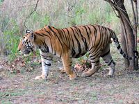 Tiger: Species, Sub-species, Feeding, Habitat and More