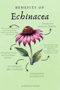 Explore the wonders of Echinacea! 🌼✨ Dive into immune-boosting benefits and holistic wellness. Discover the natural magic of this herbal powerhouse. Elevate your health journey with Echinacea. #EchinaceaBenefits #herbalwellness #herbalremedies #spirituality #healing #health