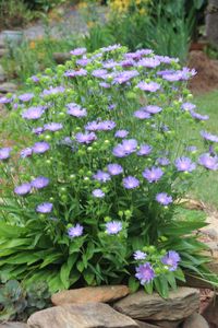 Peachie’s Pick Stokes Aster – floweralley