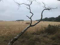 Farm beside major oak wood where Robin wood tree is