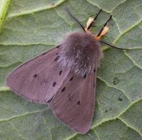 Muslin Moth.