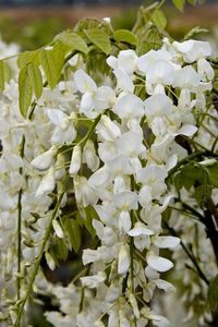 white wisteria vine garden landscape backyard retreat privacy plants ideas