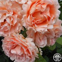 Polka - The large, many petaled old-fashioned 5" blooms (petals 50+) are a blend of several shades of apricot and peach. 'Polka's' old-rose fragrance perfumes the air through the extended bloom season with an abundance of voluptuous blooms. Its di