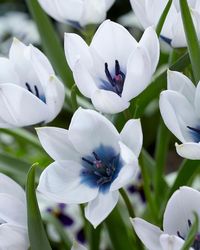 Tulip humilis 'Coerulea Oculata Alba' bulbs — Buy online at Farmer Gracy UK