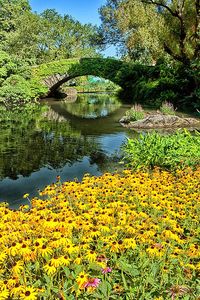 The Pond by Karol Livote