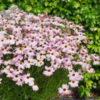 Coreopsis Bloomsation Chameleon - Koreopsis