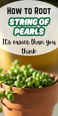 Learn how to propagate string of pearls plants using soil water propagation with Simplify Plants. Discover the step-by-step process for successfully propagating this unique succulent plant to expand your indoor garden. Whether you're a beginner or an experienced gardener, our easy-to-follow guide will help you grow and multiply your string of pearls collection.