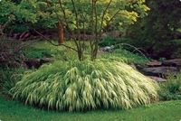 00_Hakonechloa macra 'Aureola'