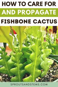 Learn everything you need to know about fishbone cactus care and propagation in this post! The fishbone cactus (Epiphyllum anguliger) is a super cool epiphytic cactus known for its extremely unique fishbone shape | fishbone cactus | fishbone cactus care | fishbone cactus flower | fishbone cactus propagation