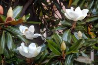 Little Gem Magnolia Tree Growing and Care Guide - Plantglossary