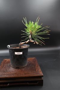 IMPORTANT: WE WILL NOT BE ACCEPTING RETURNS/ISSUING REFUNDS IF YOU HAVE REPOTTED OR IN ANY SHAPE OR FORM PRUNED/CHANGED THE ROOT SYSTEM; WE WOULD NOT BE RESPONSIBLE FOR ANYTHING HAPPENING TO THE TREE IF YOU HAVE DIRECTLY CHANGED ROOT SYSTEMS-- IT'S SIMPLY OUT OF OUR CONTROL. Thank you so much for your understanding and support- we strive to provide the best experience for our customers! Black Pine, or Pinus Thunbergii (also called Japanese black pine), is a one of a kind phenomenon in the bonsai world. It is characterized by its delicate needle-like green leaves that always grow together in pairs. All beauties cast aside, a Japanese black pine is unique for its ability to tolerate almost every unforgiving environment - giving you yet another irresistible reason to add one of these tough li