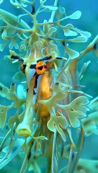 Sea dragons are seahorses.  They reach 30 cm in length and can really disappear before your eyes. If you look away for even a second, it will seem like they’re melting in the algae.