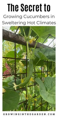 Discover essential tips and tricks to grow crisp, juicy cucumbers even in the unbearable heat of places like Arizona. Your summer won't be complete without these delicious cucumbers!