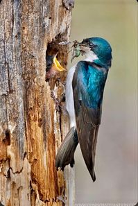 Bringing food to the nest.