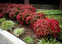 Nandina Plant Guides | By Plant Experts