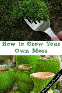 Grow Your Own Moss #howtogrowmoss #growyourownmoss #gardening #diygardening