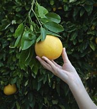 Grapefruit Harvest Time - Information On How And When To Pick A Grapefruit