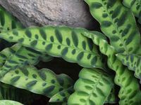 Rattlesnake Plant Info - Learn About Growing Rattlesnake Plants Indoors