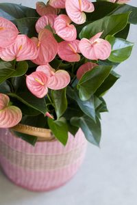 Flowering - Anthurium