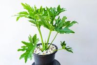 Philodendron Xanadu Care (Thaumatophyllum Xanadu) - Smart Garden Guide