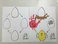 Life cycle of a chicken