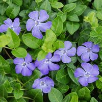 'Bowles' Periwinkle Vine – Great Garden Plants