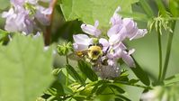 Since the early-2000’s bee colonies have been suffering and now citizens and governments are stepping up.