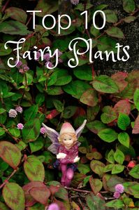 Top 10 Plants for Fairy Gardens - Gardening Know How's Blog