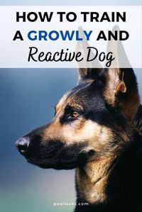 how to train a growly and reactive dog