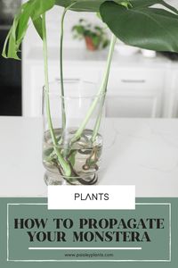 How to Propagate A Monstera Plant With Success - Paisley Plants