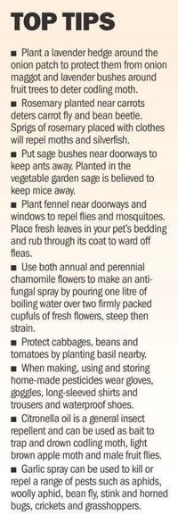 Top Tips for Gardening