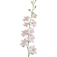 Beautiful 70 Beautiful Peach Dendrobium Orchids. Free Delivery. We ship fresh flowers grown by caring hands in our farms, directly from eco-friendly greenhouses to your door.