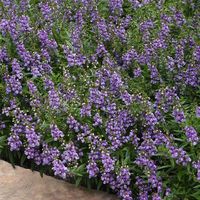 Serenita® Sky Blue Angelonia