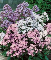 Phlox paniculata New Hybrids Mix 10 seeds