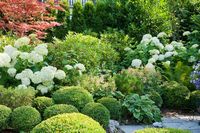 A Charming Plant Combination for Shady Gardens: Hydrangea, Japanese Maple and Boxwood