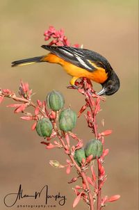 Icterus galbula: A colorful orange and black North American songbird of the blackbird family.