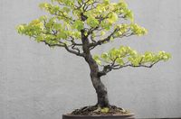 Care guide for the Liquidambar Bonsai tree (Gum tree) - Bonsai Empire