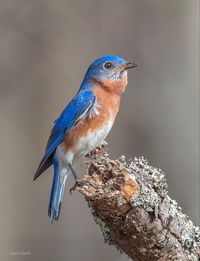 Sialia sialis: A small blue North American songbird / thrush. Found in open woodlands, farmlands, and orchards nesting in trees holes or nest boxes.