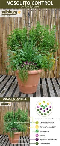 Plant a Mosquito Control container so you can sit and unwind in the evenings without dousing in DEET