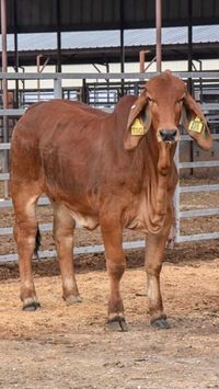 Rojo Brahman