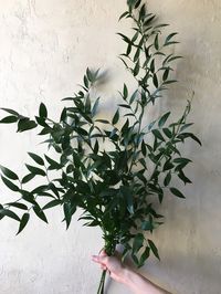 ITALIAN RUSCUS BUNCH