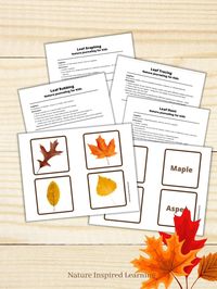 Free Fall Leaf Printables and Activities for Kids