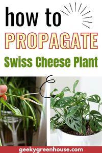 If you have a Monstera adansonii, also known as a Swiss Cheese Plant, you may be wondering how to propagate it. The process is simple and I will show you how to propagate this plant from cuttings.