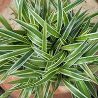 Spider Plants: A Growing & Care Guide - Garden Design