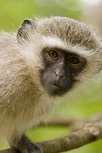 Vervet Monkey