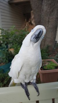 6-1-17. My cockatoo watching  everything going on in the neighborhood.