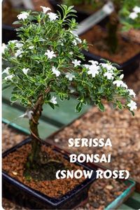 A petite bonsai species, the Serissa, boasts tiny star-shaped white flowers, glossy foliage, and a compact form reminiscent of a miniature rose garden. Adored by plant enthusiasts for its charming aesthetics, it's a popular choice for indoor displays and gifts. Explore our comprehensive article to unlock the secrets of nurturing this exquisite bonsai, where we share insights on Serissa care, styling techniques and the art of creating captivating miniature landscapes. Photo Credit: @crespibonsai