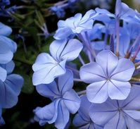 ᴘᴇʀɪᴡɪɴᴋʟᴇ ❄️🇱🇰 sur Twitter : "What is PERIWINKLE ? An old world plant with flat five petalled, typically bluish flowers and glossy leaves. Who is PERIWINKLE ? Periwinkle is a frost-talent fairy who lives in the winter woods. And she's Tinkerbell's twin sister. #PERIWINKLE https://t.co/CY94TFAw2q" / Twitter